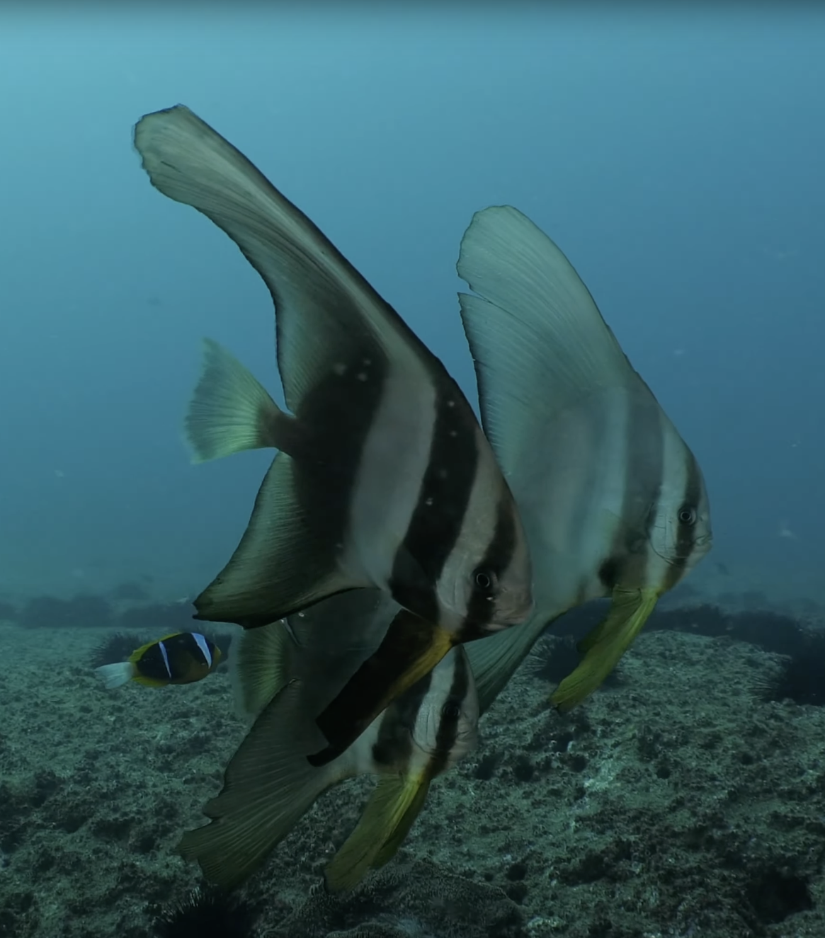 Two batfish swimming near the ocean floor
